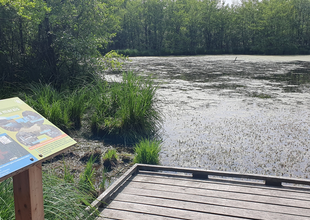 Bresse Vallons Etangs De Bizadan Et De But Voie Royale Auvergne