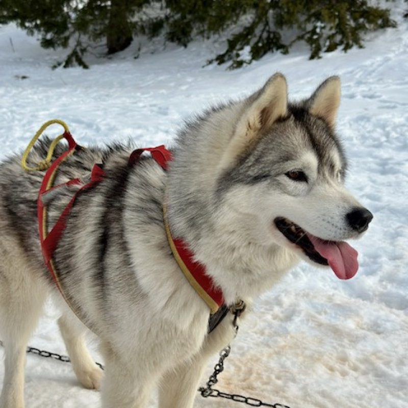 Baptême en traîneau avec Symbiose, chiens polaires