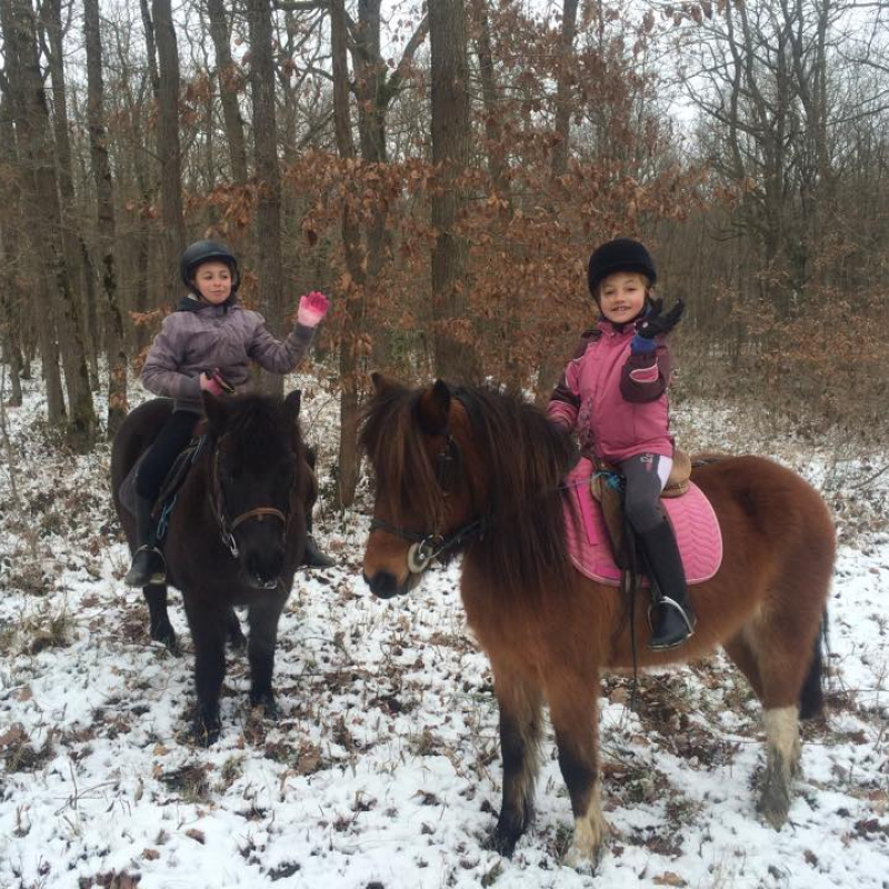 Poney - Promenade en main