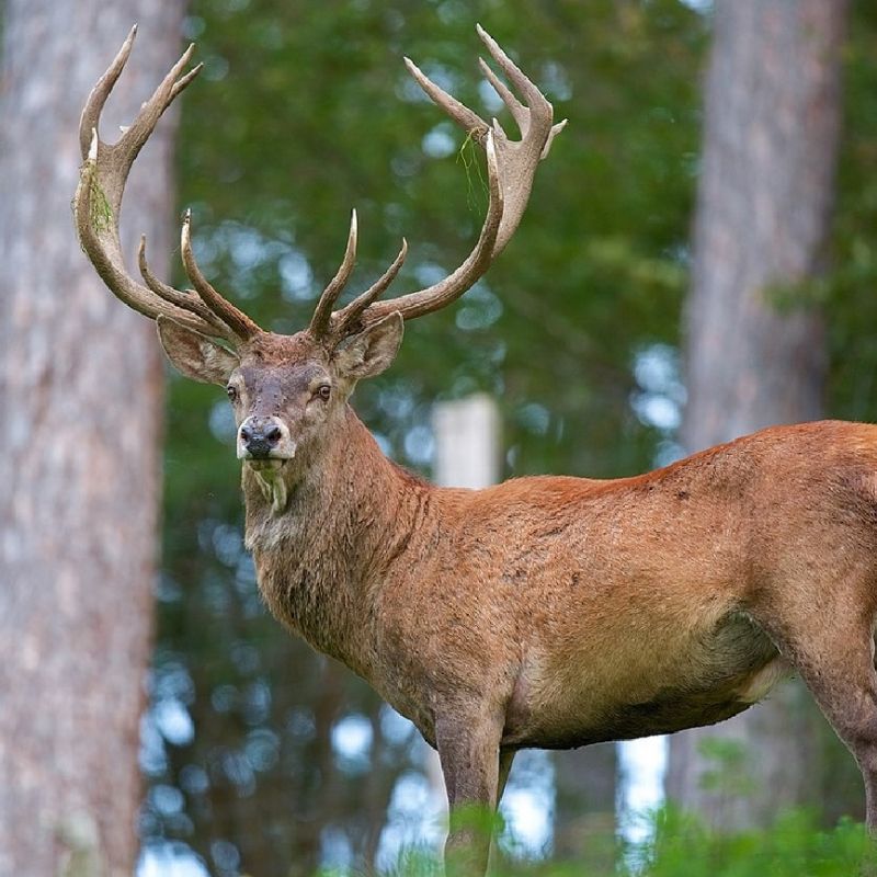 Cerf aux abord d'une forêt