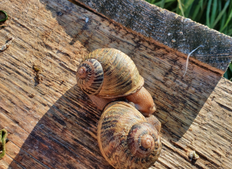 L'escargot en herbe