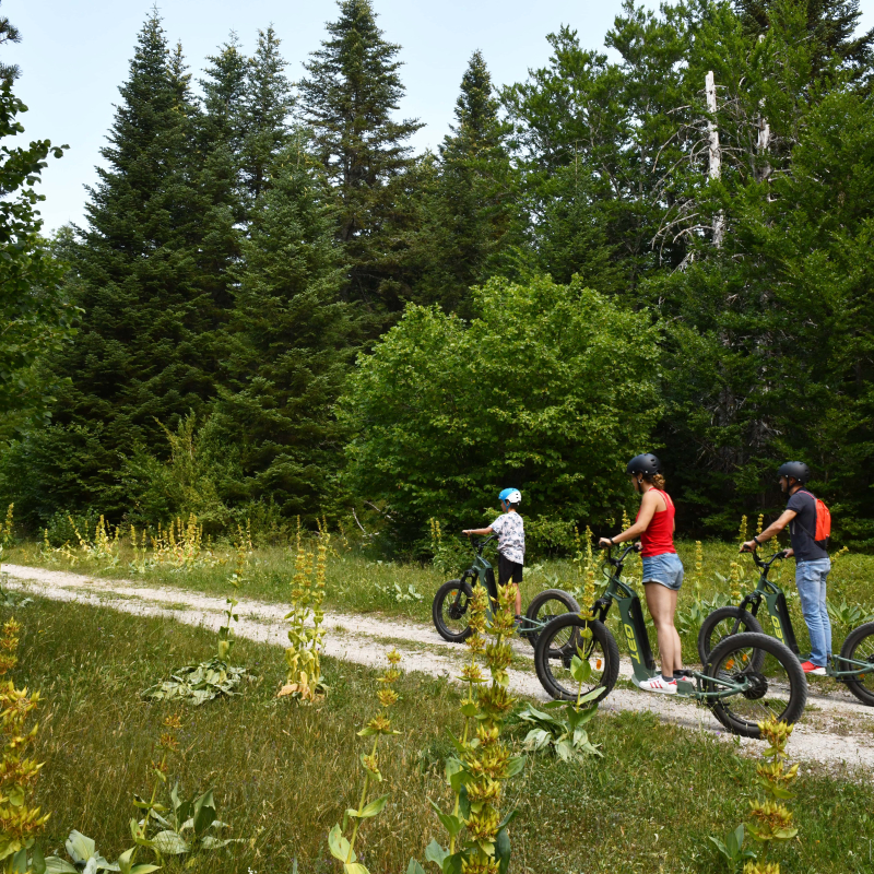 Balades en forêt en trottinettes électriques