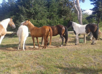 Forez à Cheval - Equitation