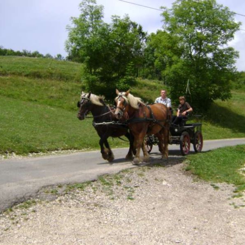 Balade en calèche