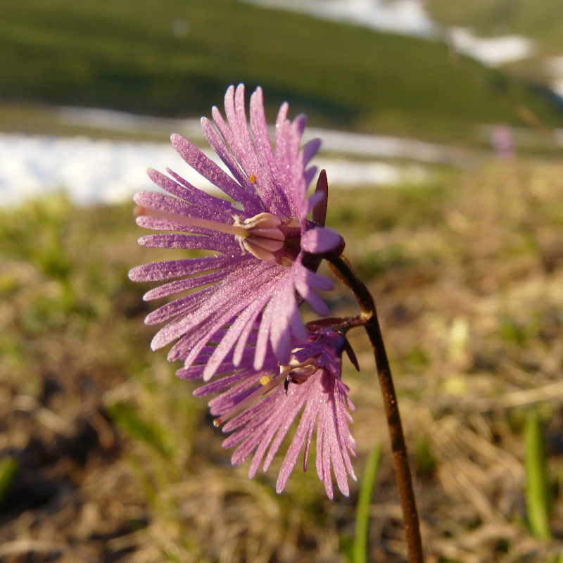 Randonnée botanique - Découverte de la flore du Vercors