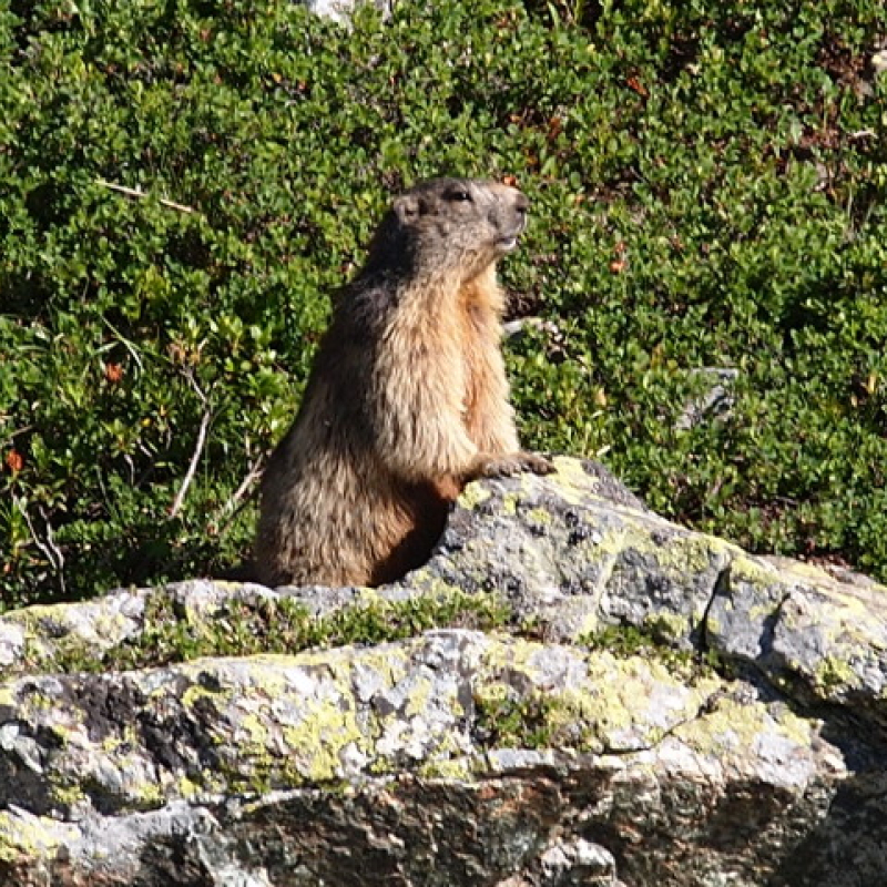 Photo marmotte Chamrousse