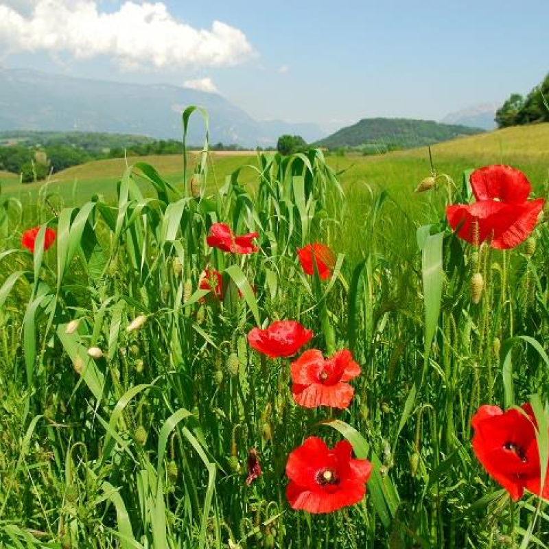 Herbe et Coquelicot Magasin de producteurs à Herbeys