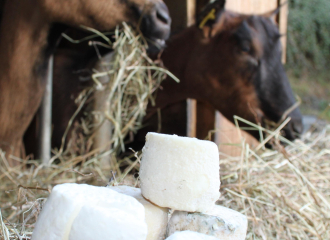 fromages + chèvres