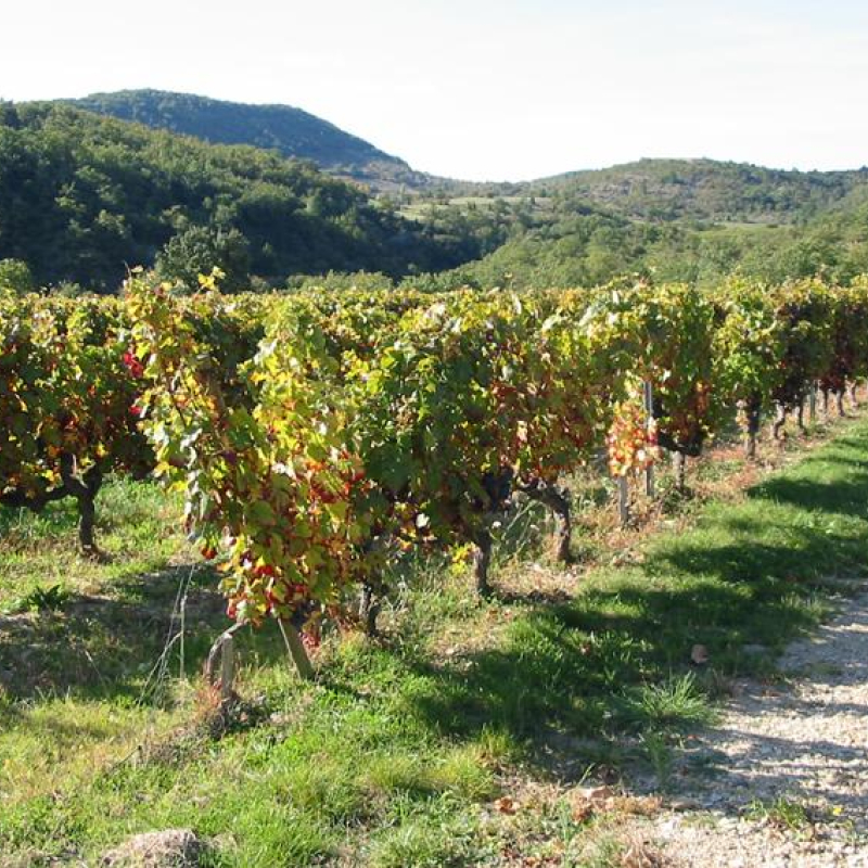 Vue vignoble