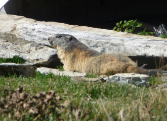 Marmotte