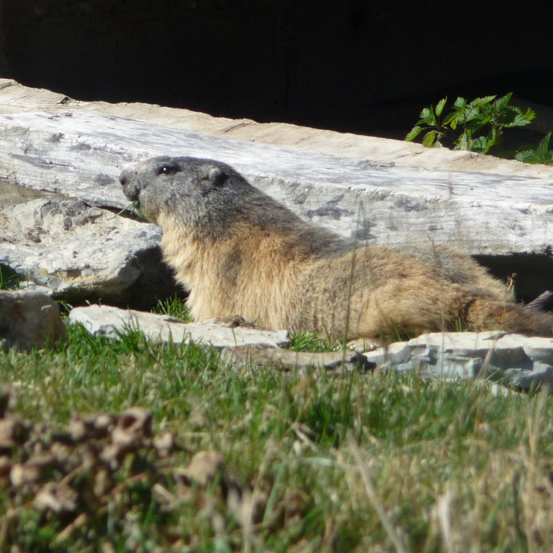 Marmotte