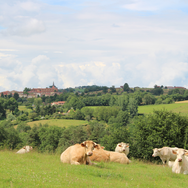 Vue panoramique sur les prairies