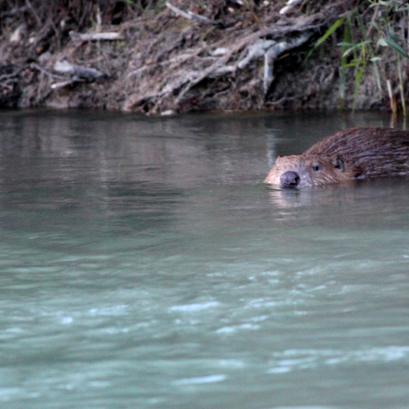 Guided Walk with Christophe Pelet: Meet the Beaver : Get Ready to Wet your Feet at Dusk to Learn More About this Clever Rodent