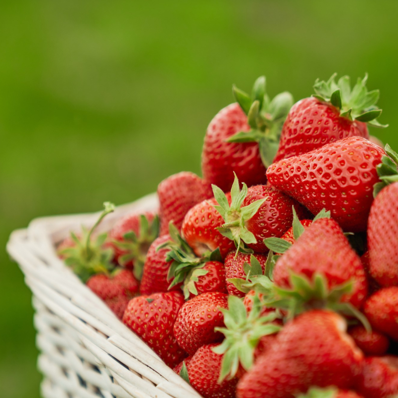 Les fraises d'Amélie - producteur - Tignieu-Jameyzieu - Balcons du Dauphiné