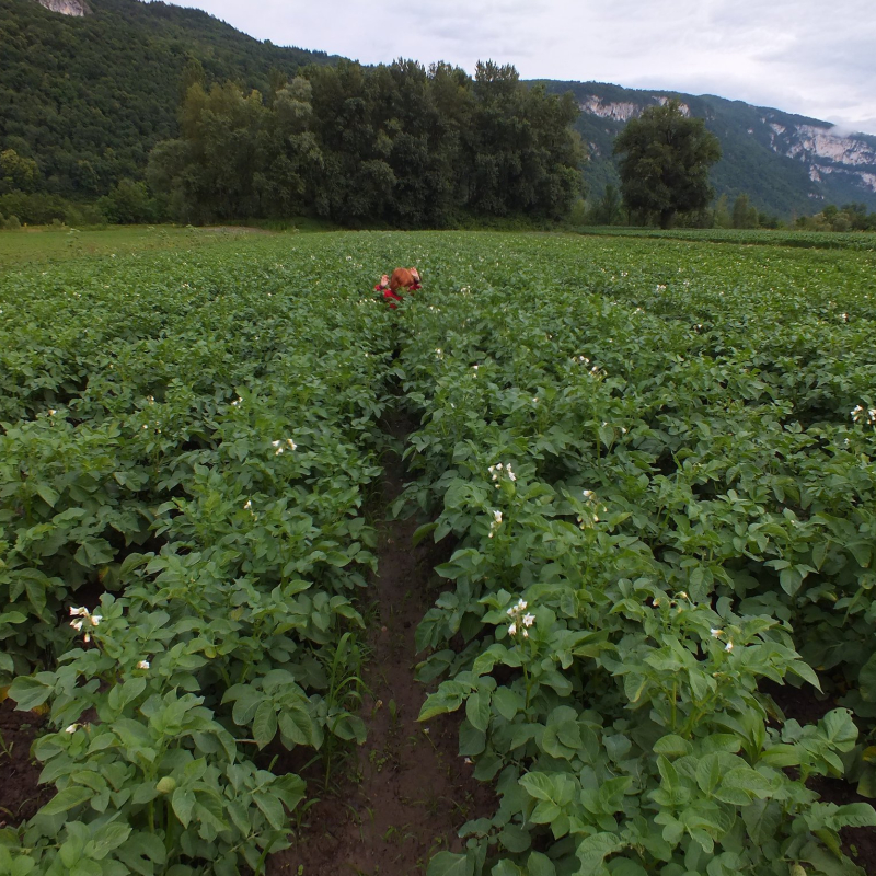 Ferme des Flam'en vert