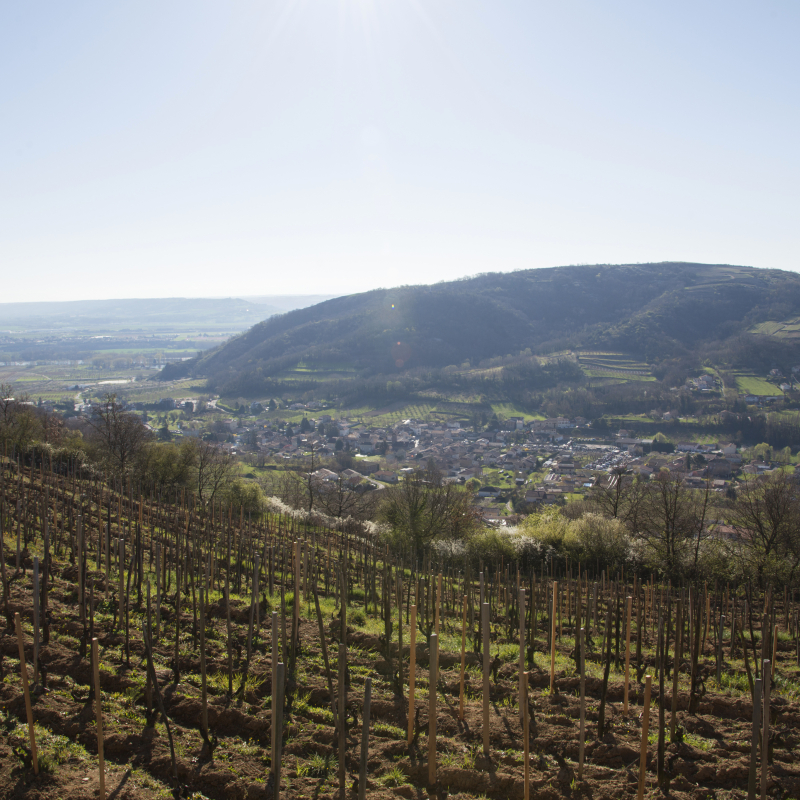 Gourmet trip along the River Rhone