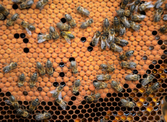 Boisier Apiculture