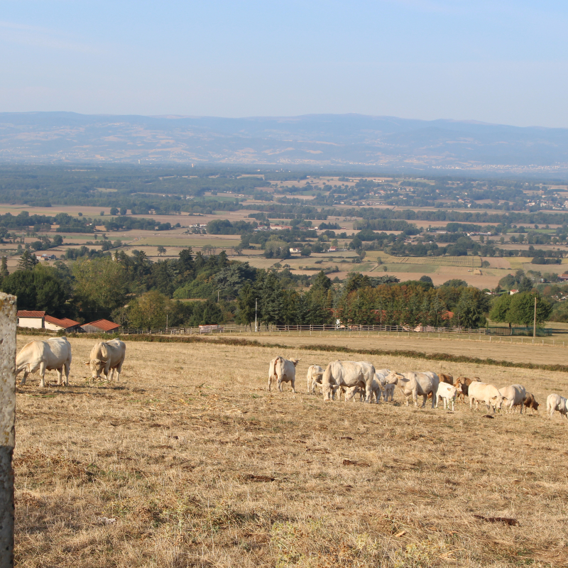 Vue sur pré