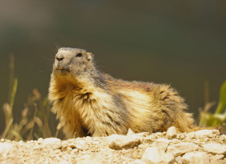 Découvrez la vie des marmottes