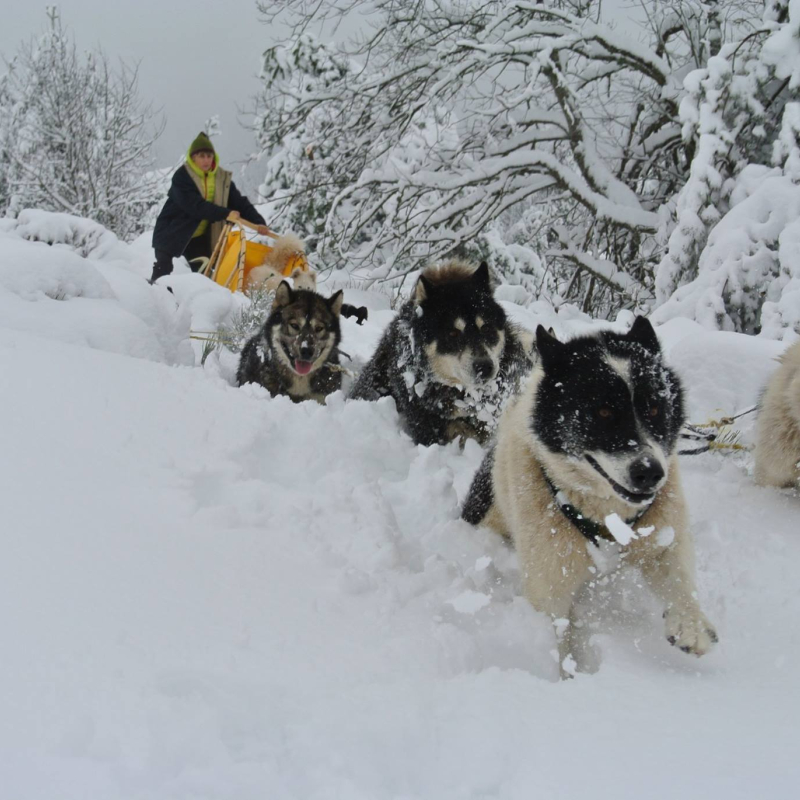 Chiens de traîneau avec La Vallée d'Amarok