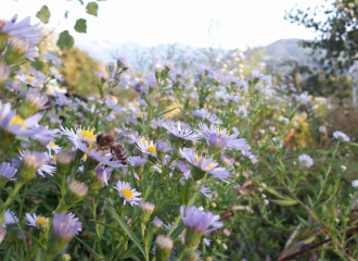 Beebenapiculture