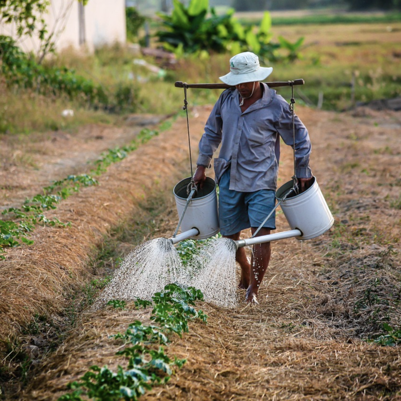 Producteur la ferme des courtins