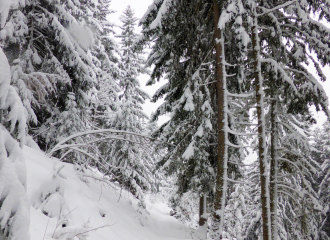 Raquettes en forêt