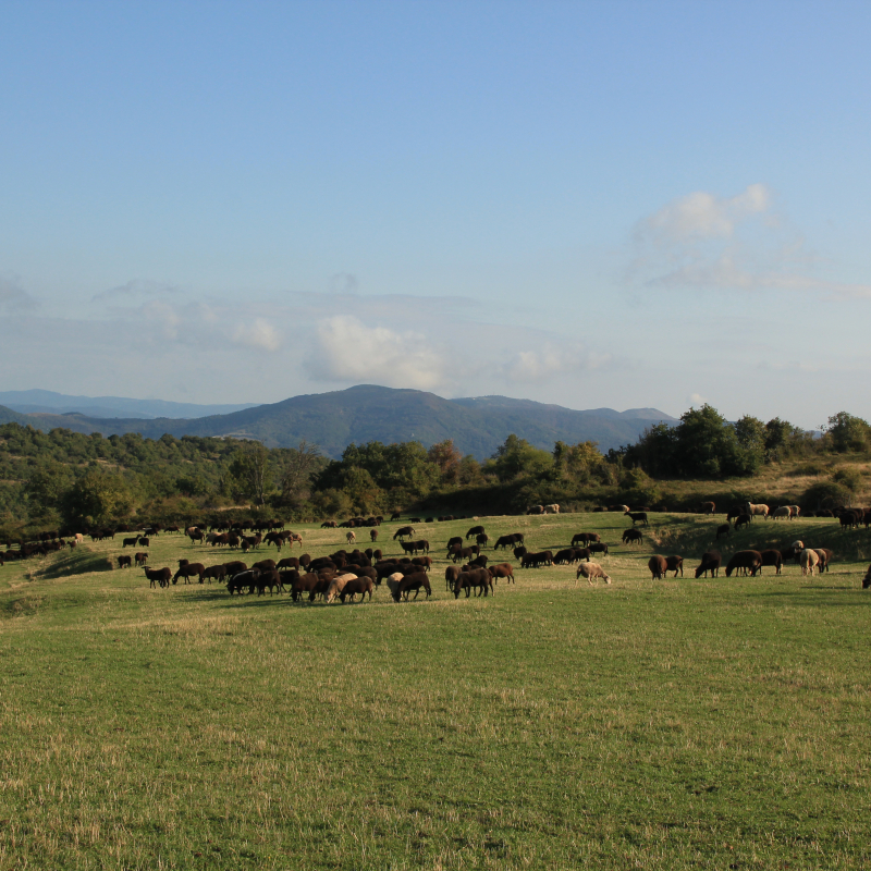 Ferme Basset