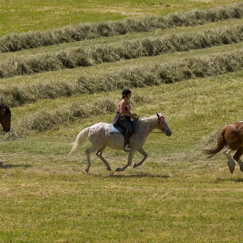 Promenades à cheval