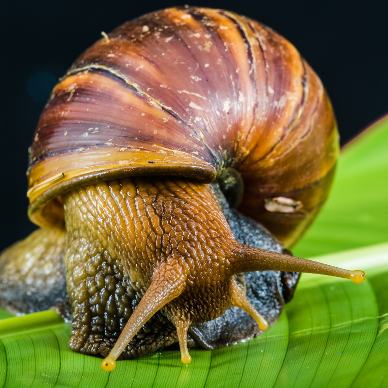 la ferme aux escargots