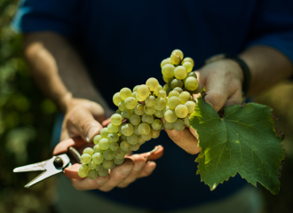 Domaine Nicolas Gonin - viticulteur - Saint-Chef - Balcons du Dauphiné