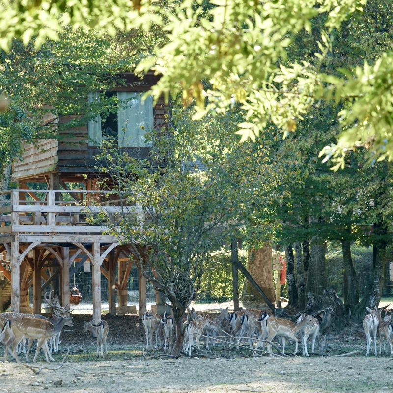 cabane Renne parc des cervidés