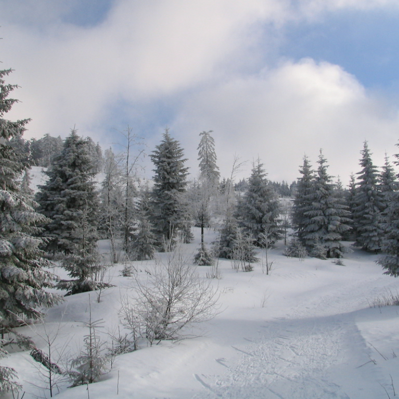 Sur les traces de maître Renard