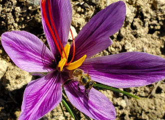 Safran (crocus)