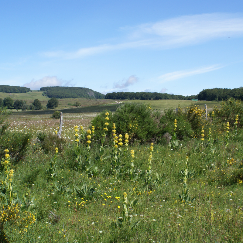 Sur le plateau de Vigouroux