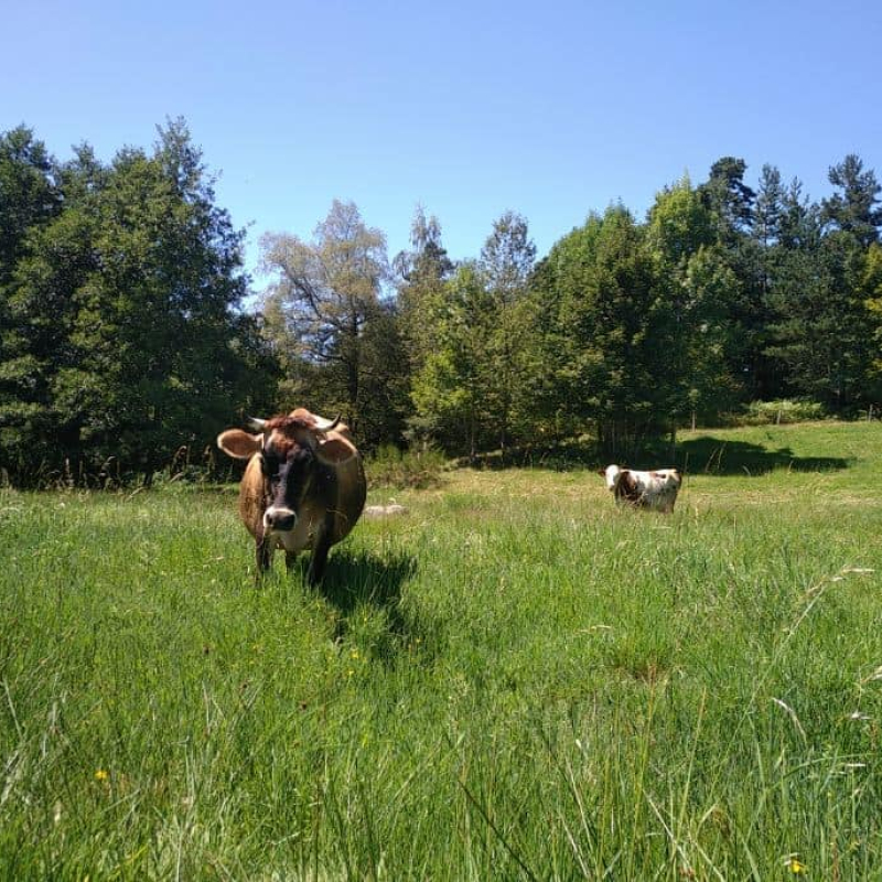 Semaine gourmande : on va voir les vaches ?