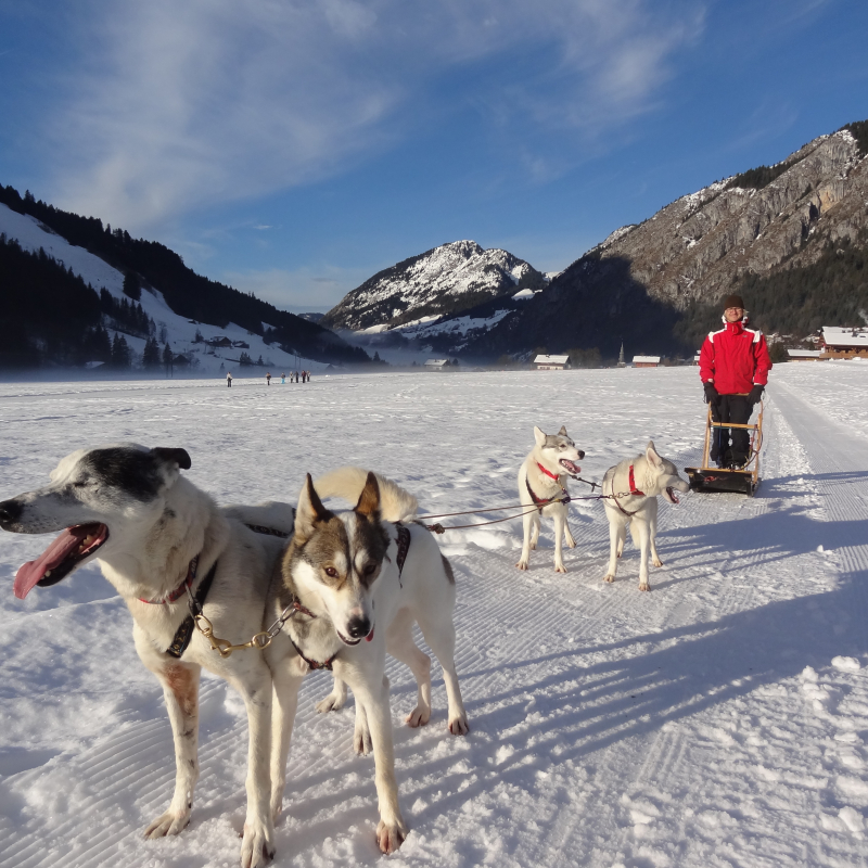 Traineau à chiens