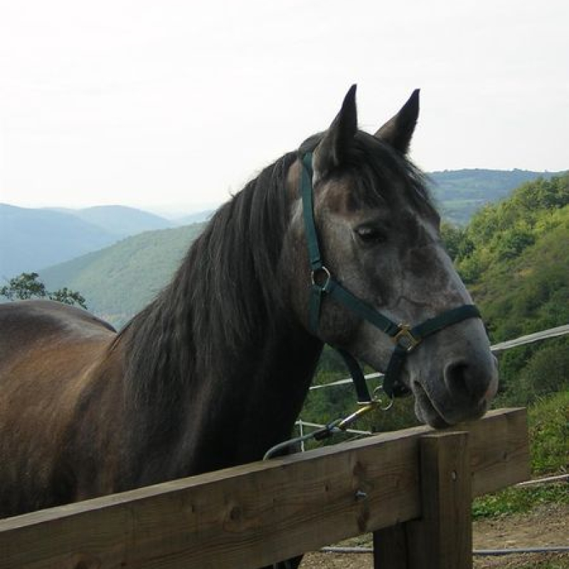 Equestrian centre at Chalet