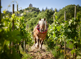 Domaine Rémy Nodin - La Beylesse