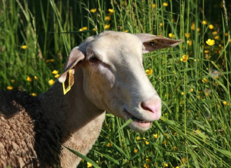 ferme des cathelins