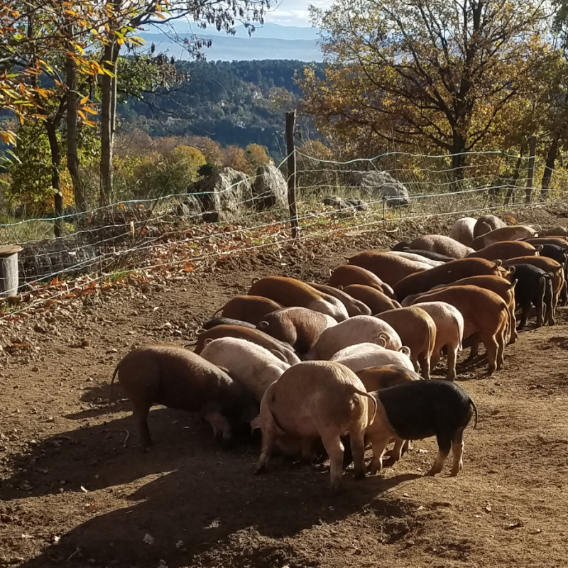 La Ferme du Chazalet - Charlotte Fleury