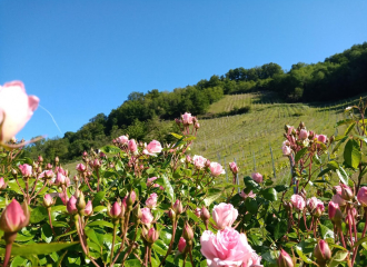 Domaine du Loup des Vignes