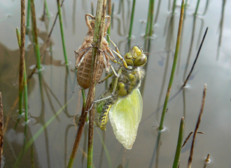 Le monde des insectes