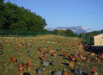 Volailles de la ferme de Champ Courbe