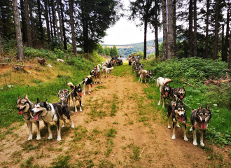 Randogs Chastreix - Chiens de traîneau