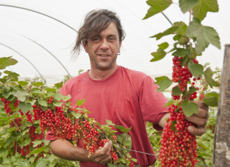 Pascal Fournel Producteur Fruits Rouges