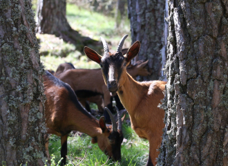 La ferme des petites cornes