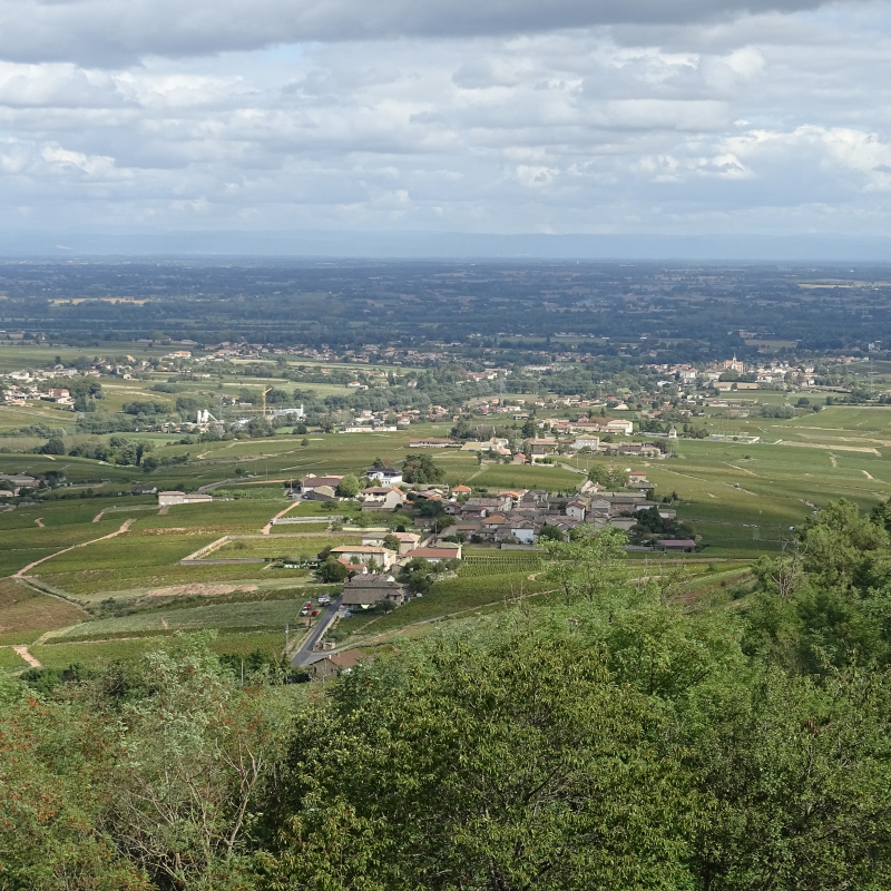 Le sentier de la forêt