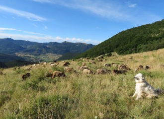 La colline aux moutons