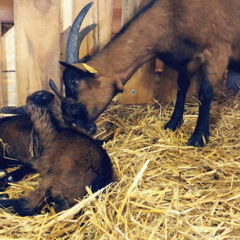 Semaine gourmande : visite de ferme et dégustation